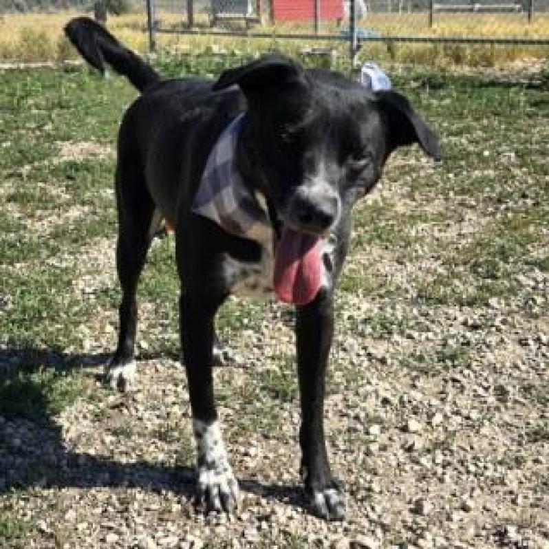 Enlarge Boomer, a Adoptable Mixed Breed in Park City, UT image 3/6