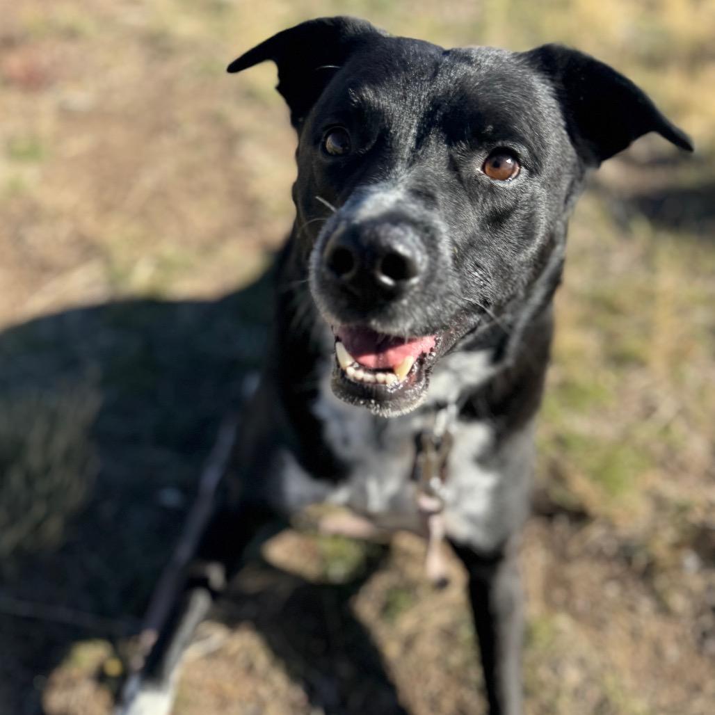 Enlarge Boomer, a Adoptable Mixed Breed in Park City, UT image 6/6