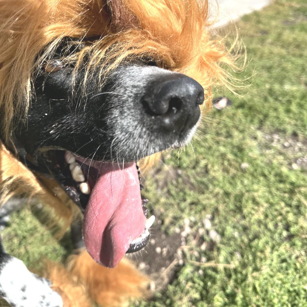 Enlarge Boomer, a Adoptable Mixed Breed in Park City, UT image 4/6