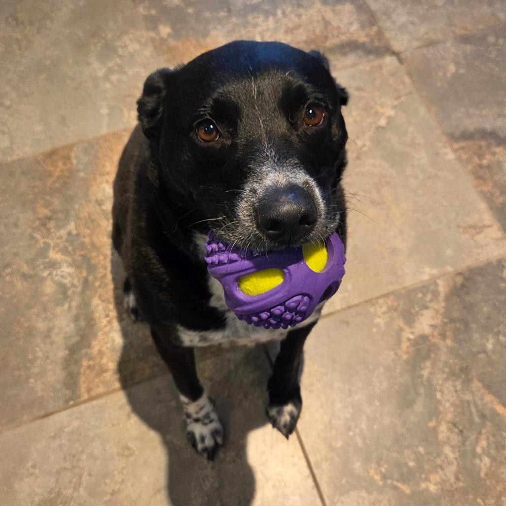 Enlarge Boomer, a Adoptable Mixed Breed in Park City, UT image 5/6