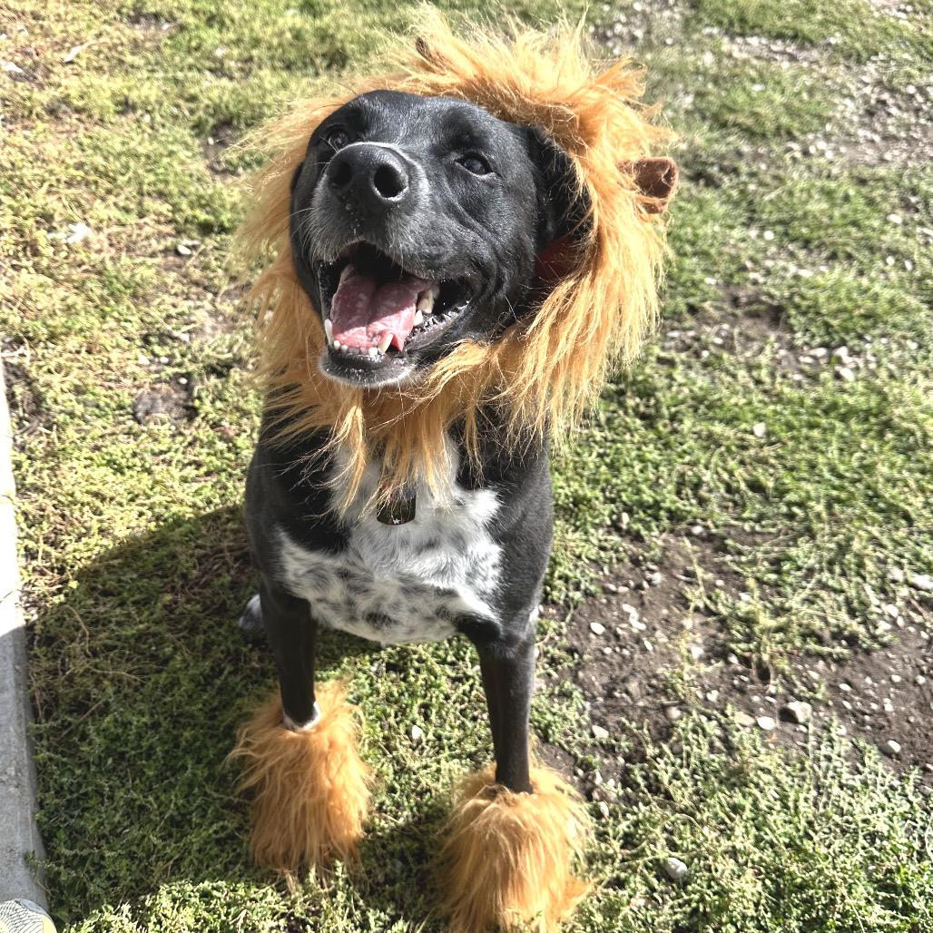 Enlarge Boomer, a Adoptable Mixed Breed in Park City, UT image 6/6