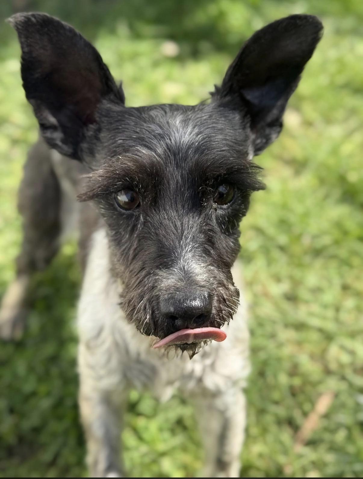 Edith, a ADOPTABLE Miniature Schnauzer in New Stanton, PA image 2/2