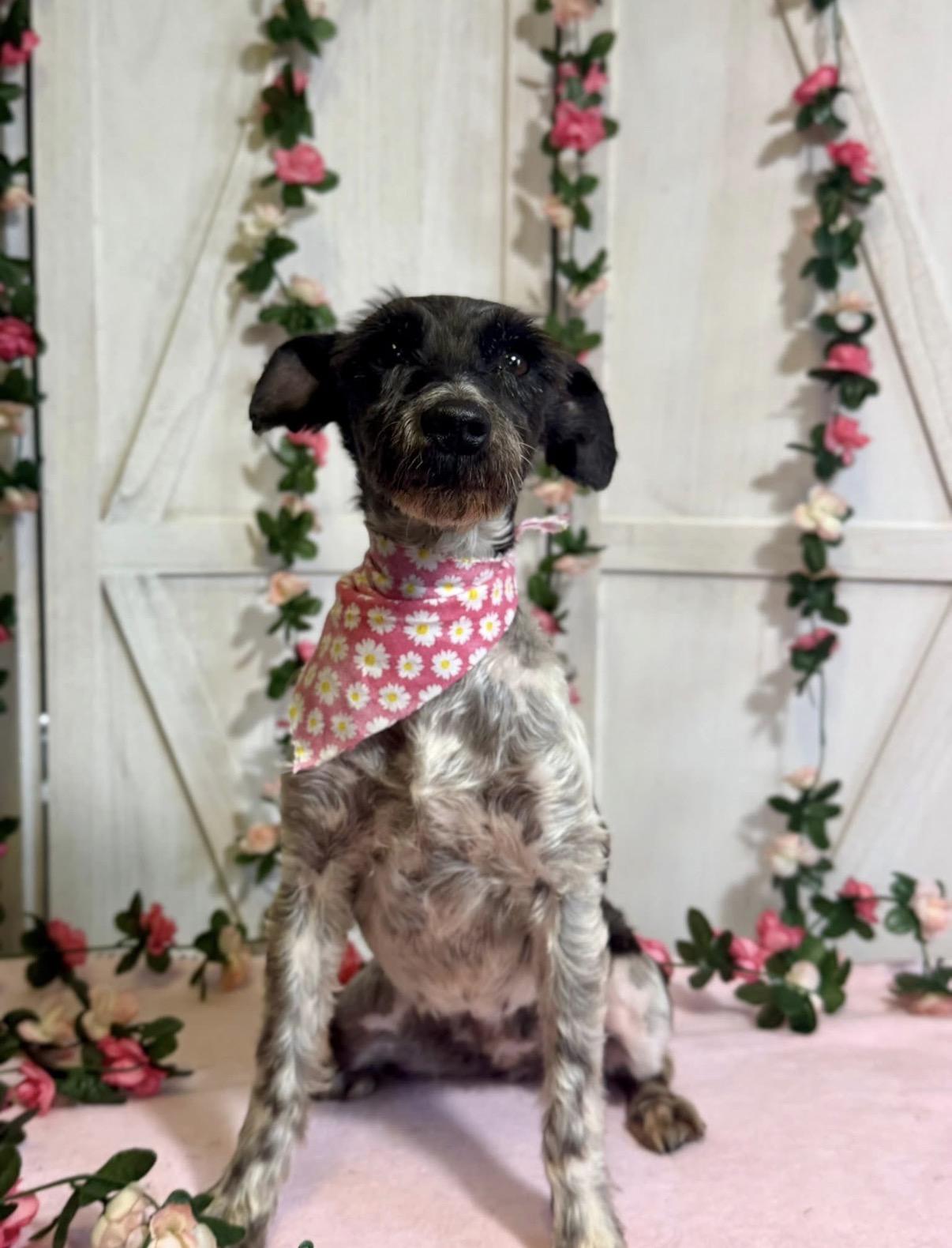 Edith, a ADOPTABLE Miniature Schnauzer in New Stanton, PA image 1/2