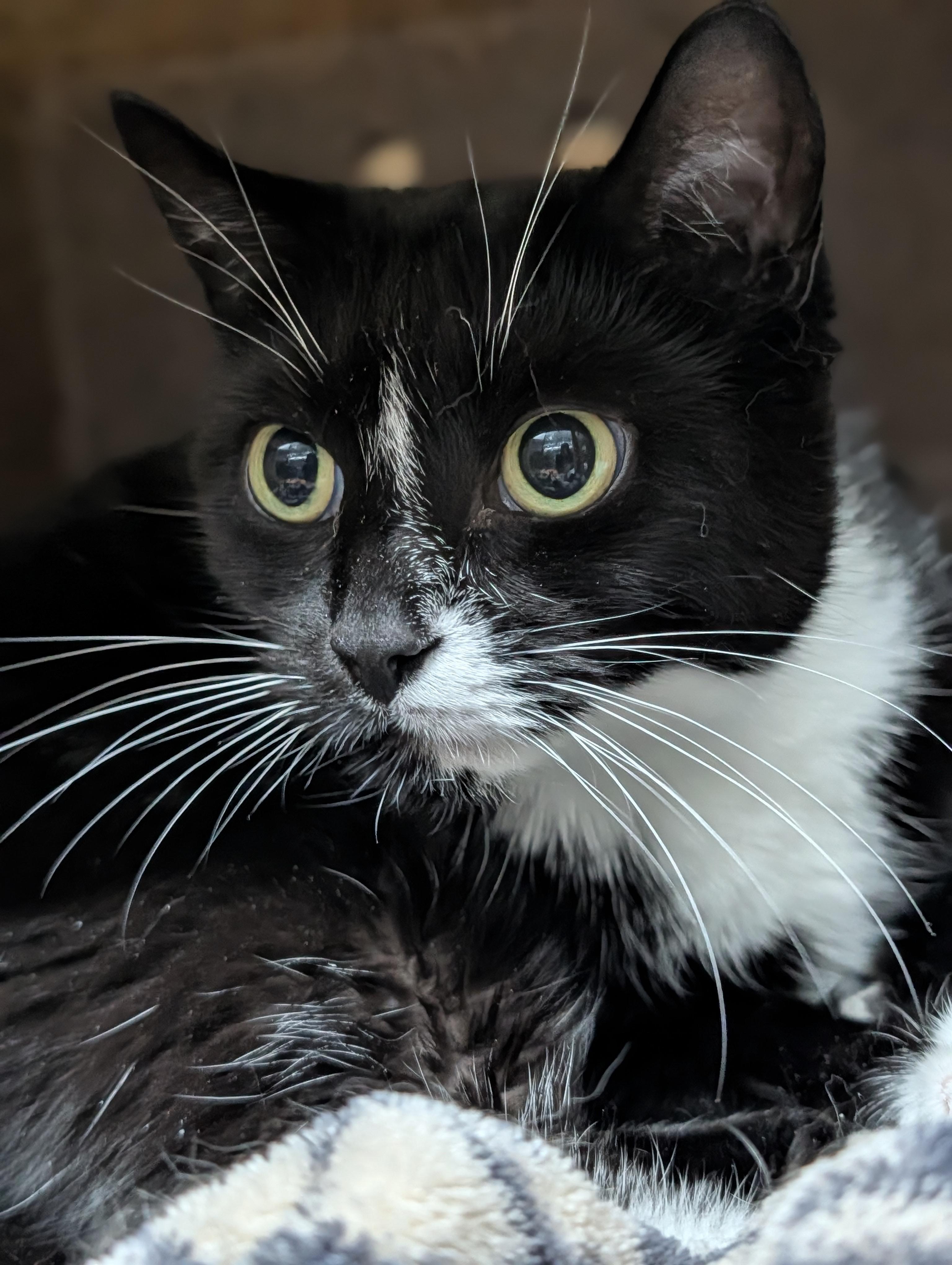 Salisbury, Adoptable, Senior Female Domestic Short Hair.