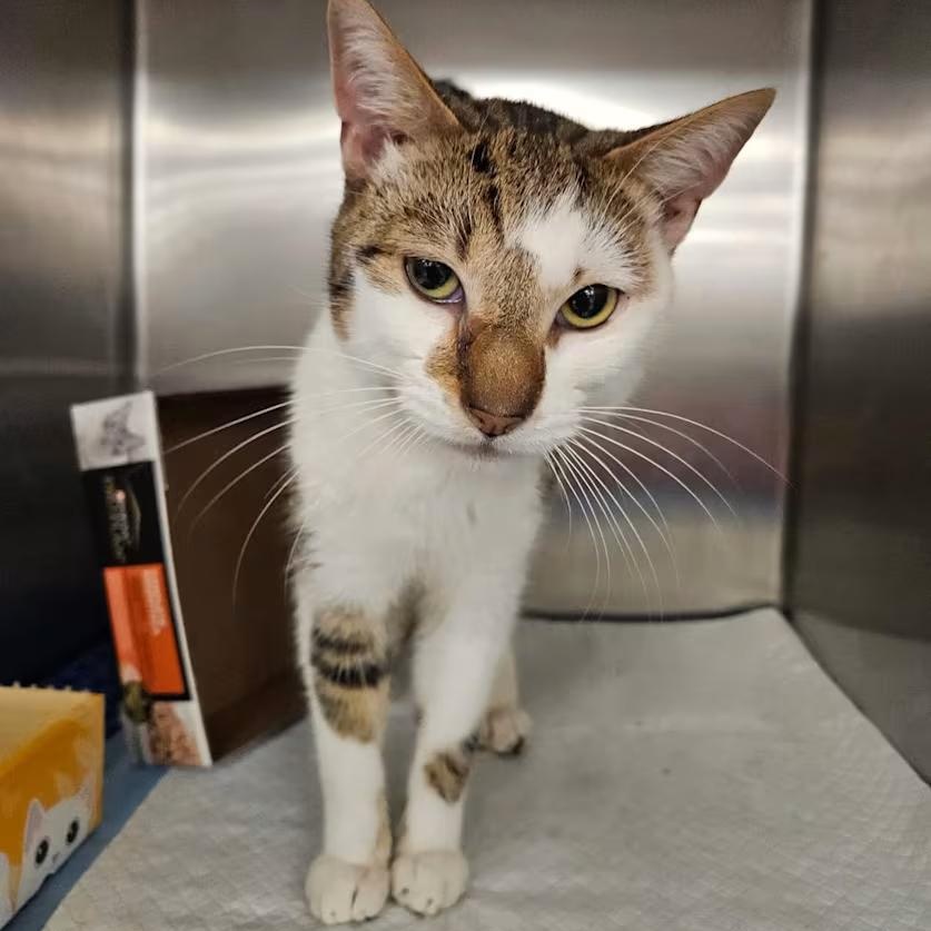 Sal, ADOPTABLE, Young Male Domestic Short Hair.