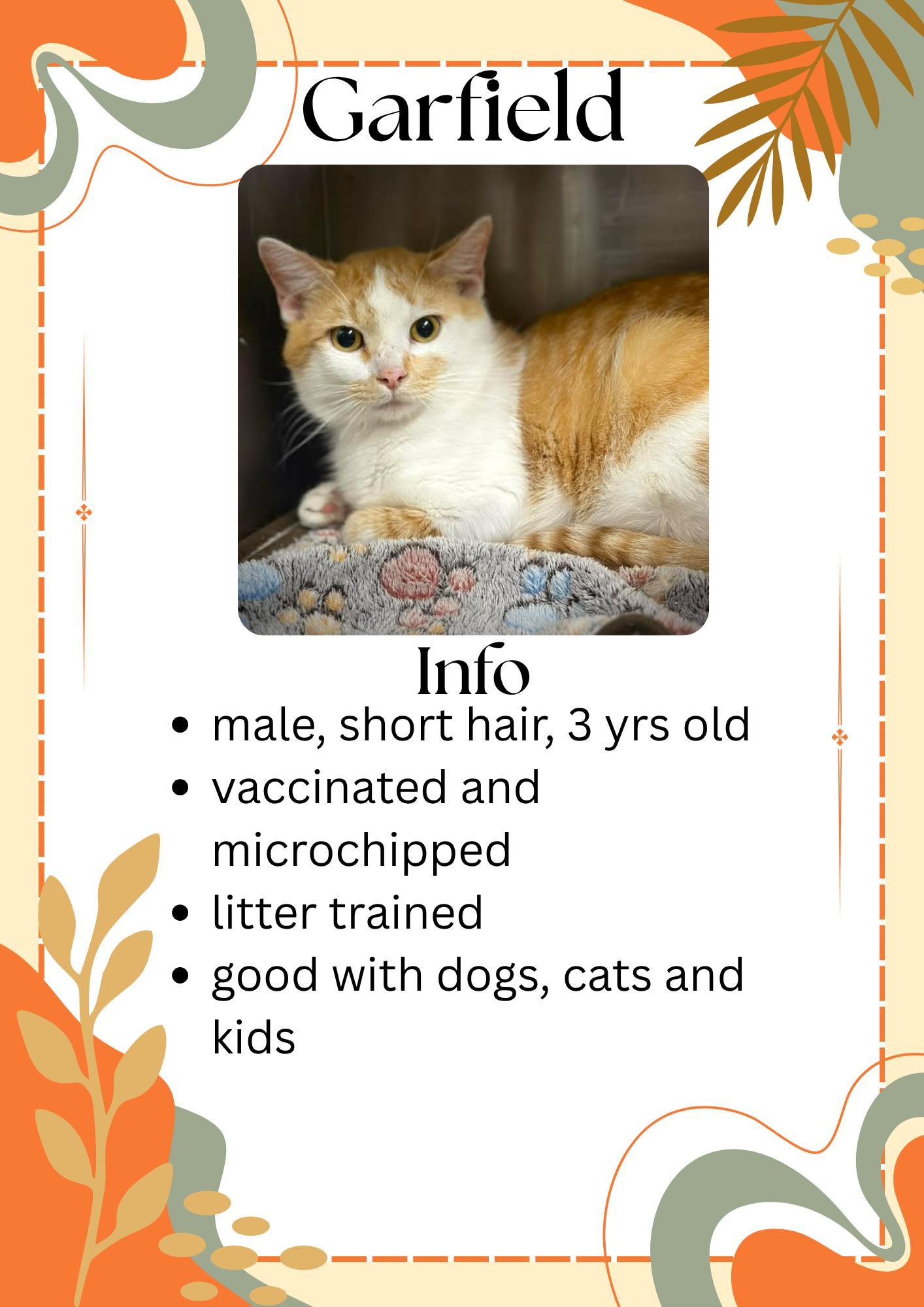 Garfield, ADOPTABLE, Adult Male Domestic Short Hair.