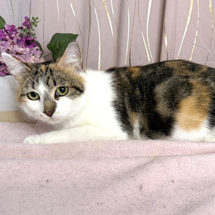 Enlarge Calista, a ADOPTABLE Calico in Brattleboro, VT image 3/4