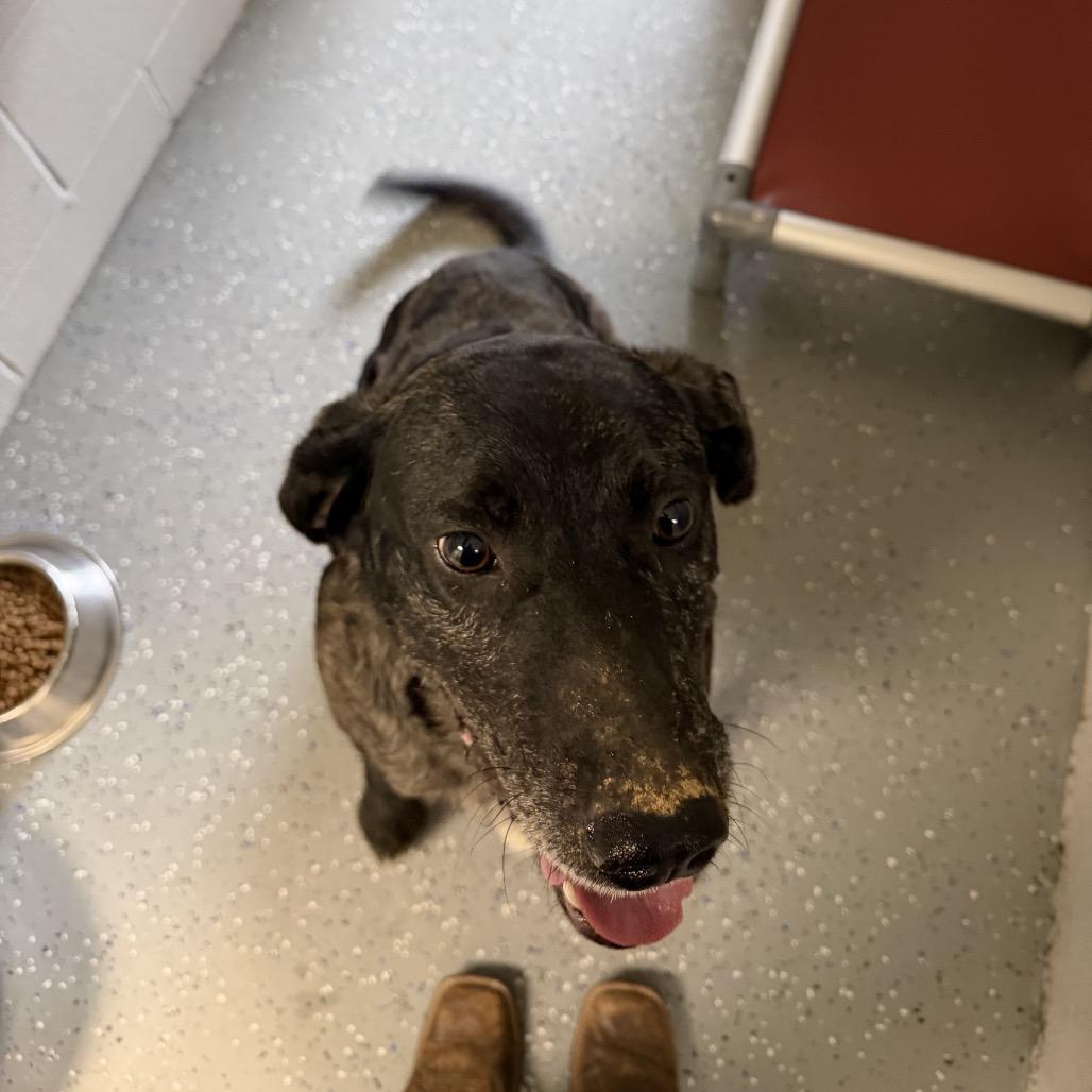 Enlarge Sirloin, a Adoptable Mixed Breed in Danville, KY image 2/5