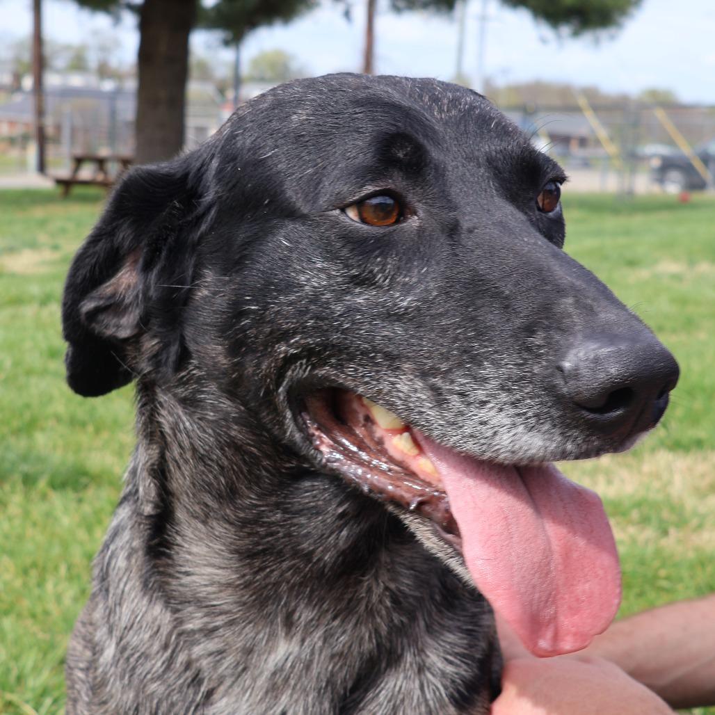 Enlarge Sirloin, a Adoptable Mixed Breed in Danville, KY image 3/5