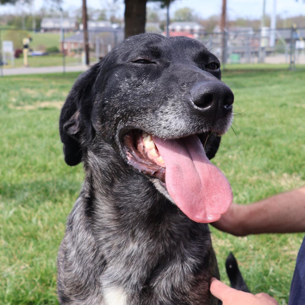 Enlarge Sirloin, a Adoptable Mixed Breed in Danville, KY image 4/5