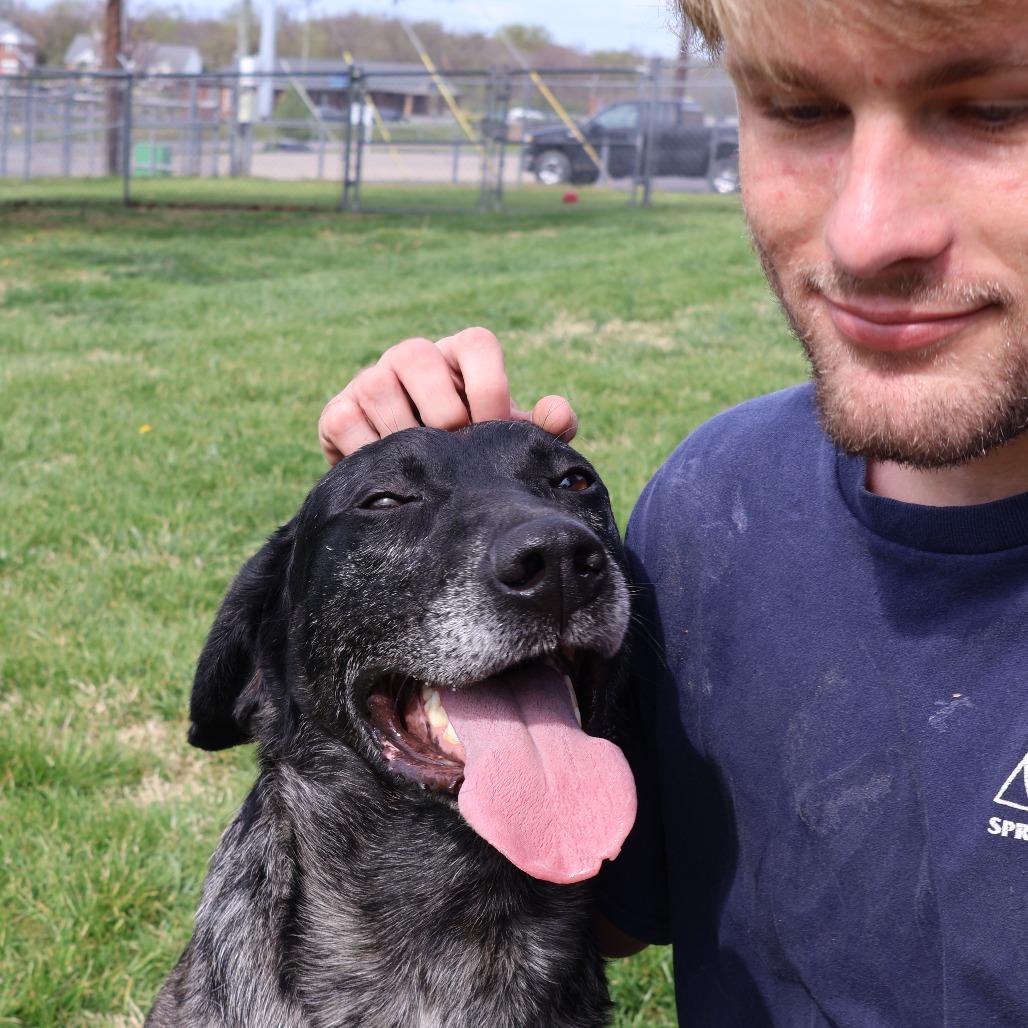Enlarge Sirloin, a Adoptable Mixed Breed in Danville, KY image 5/5