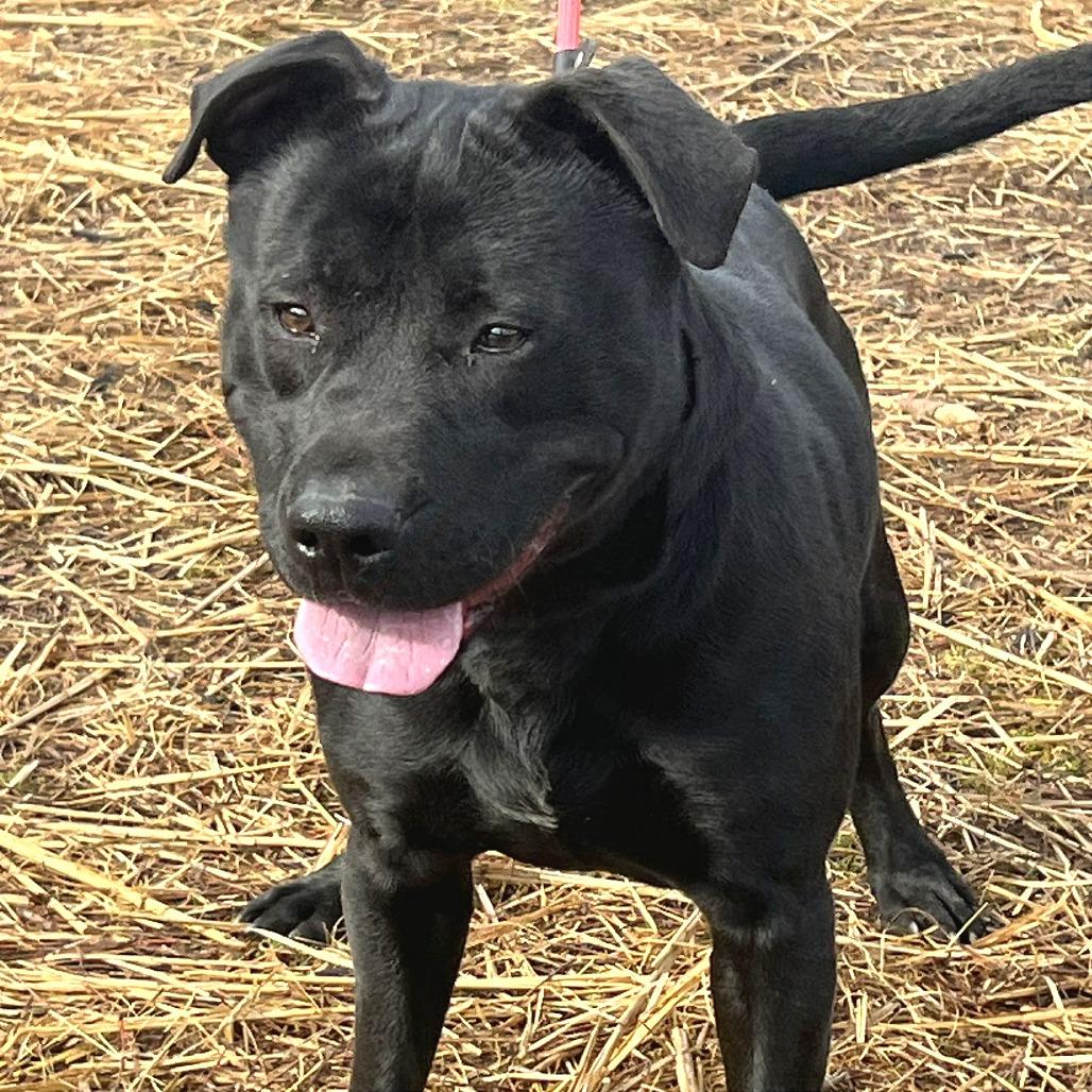 Levine, Adoptable, Adult Male Mixed Breed.