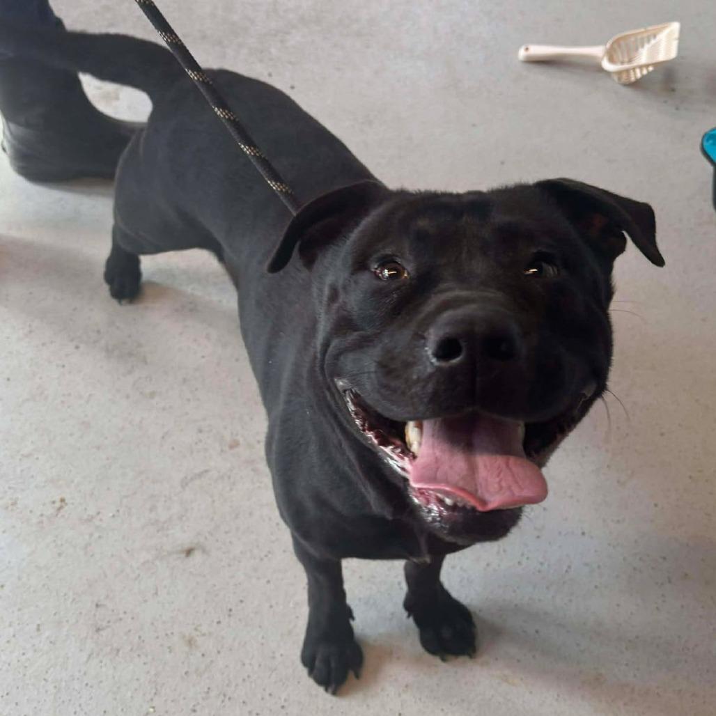 Levine, a Adoptable Mixed Breed in Huntington, WV image 2/6