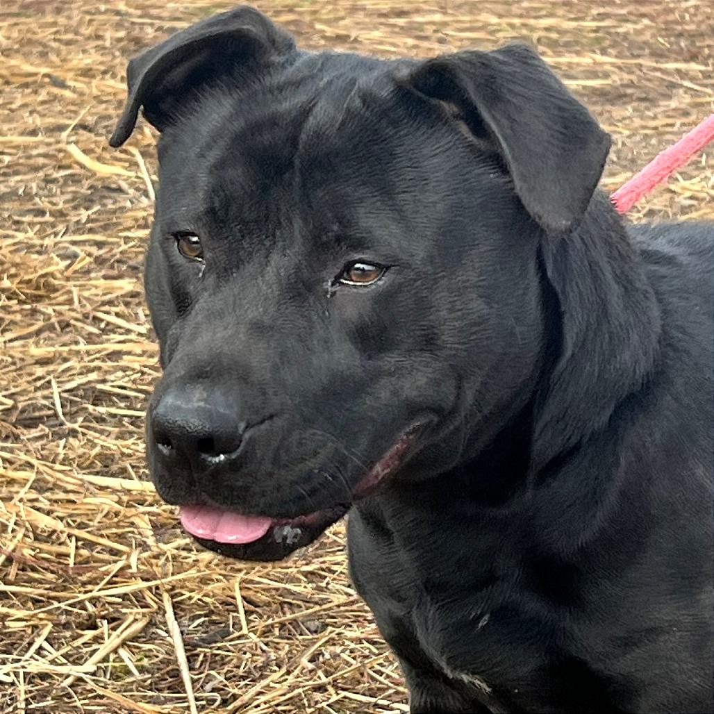 Levine, a Adoptable Mixed Breed in Huntington, WV image 3/6