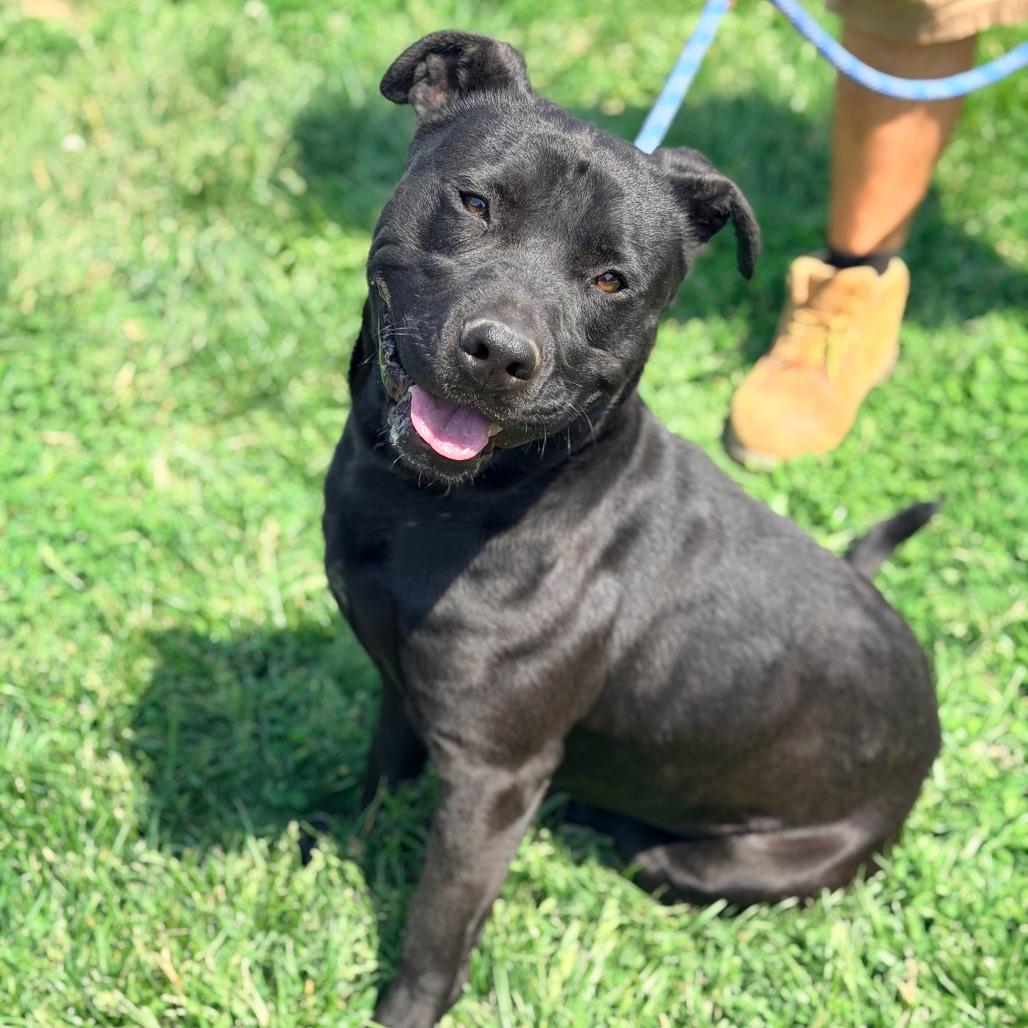 Levine, a Adoptable Mixed Breed in Huntington, WV image 4/6