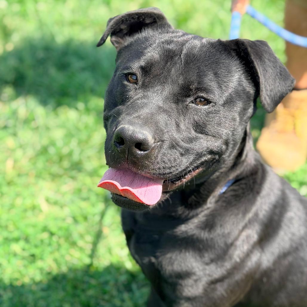 Levine, a Adoptable Mixed Breed in Huntington, WV image 5/6