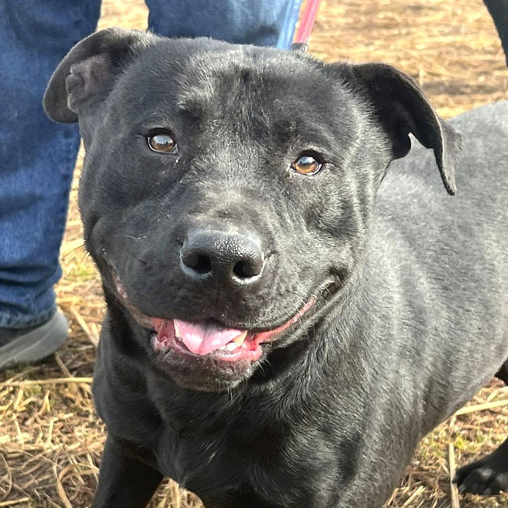 Levine, a Adoptable Mixed Breed in Huntington, WV image 6/6