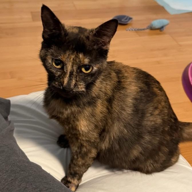 Enlarge Bucket, a Adoptable mixed breed in Aberdeen, WA image 1/1