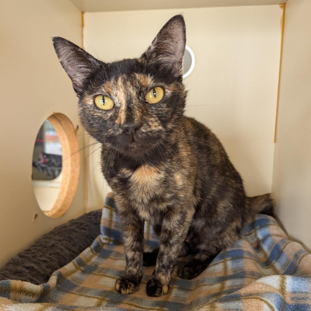 Bucket, a Adoptable mixed breed in Aberdeen, WA image 2/2