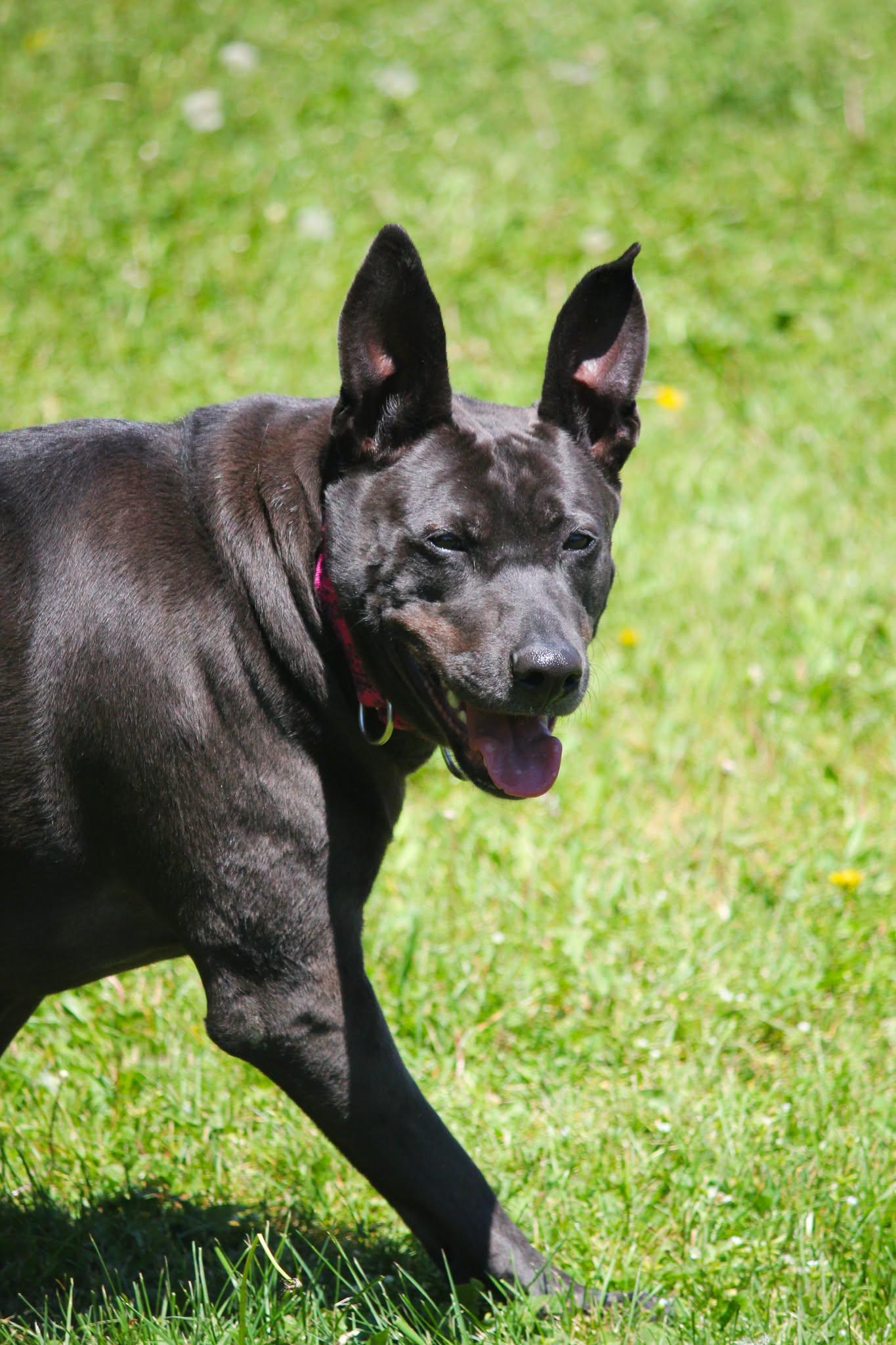 Ivy, an adopted mixed breed in Hayward, WI image 1/3