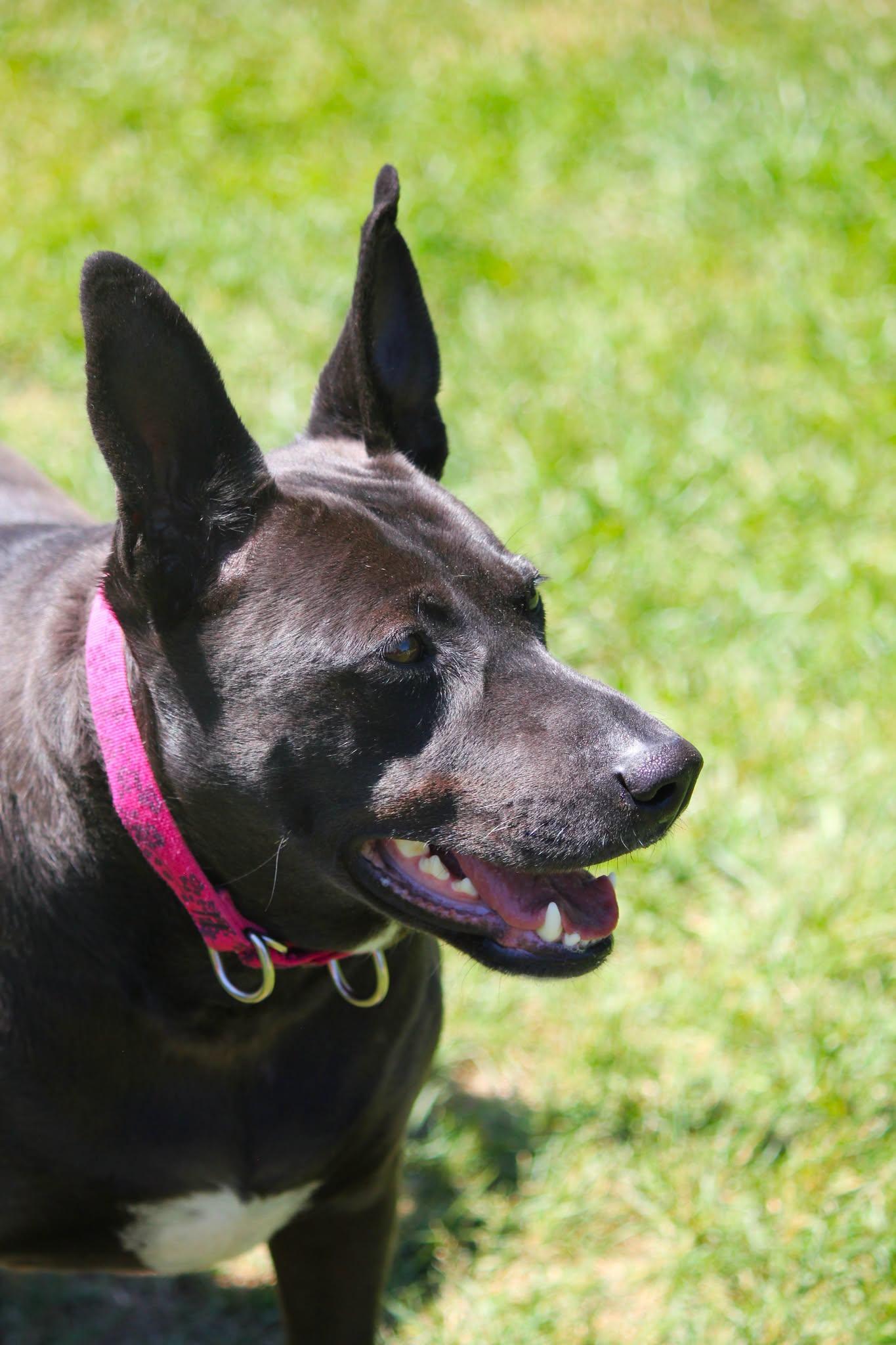 Ivy, an adopted mixed breed in Hayward, WI image 3/3