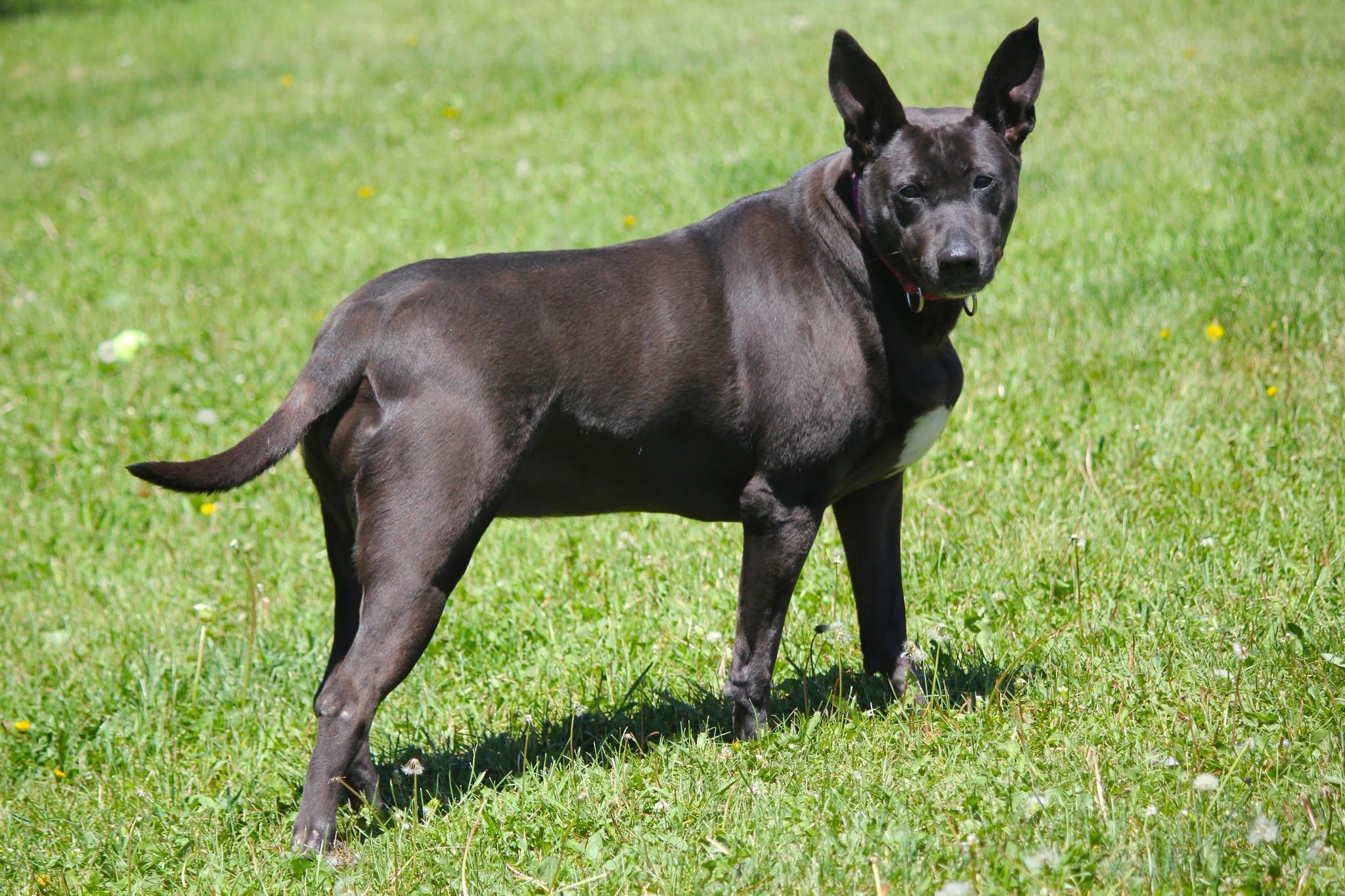 Ivy, an adopted mixed breed in Hayward, WI image 2/3