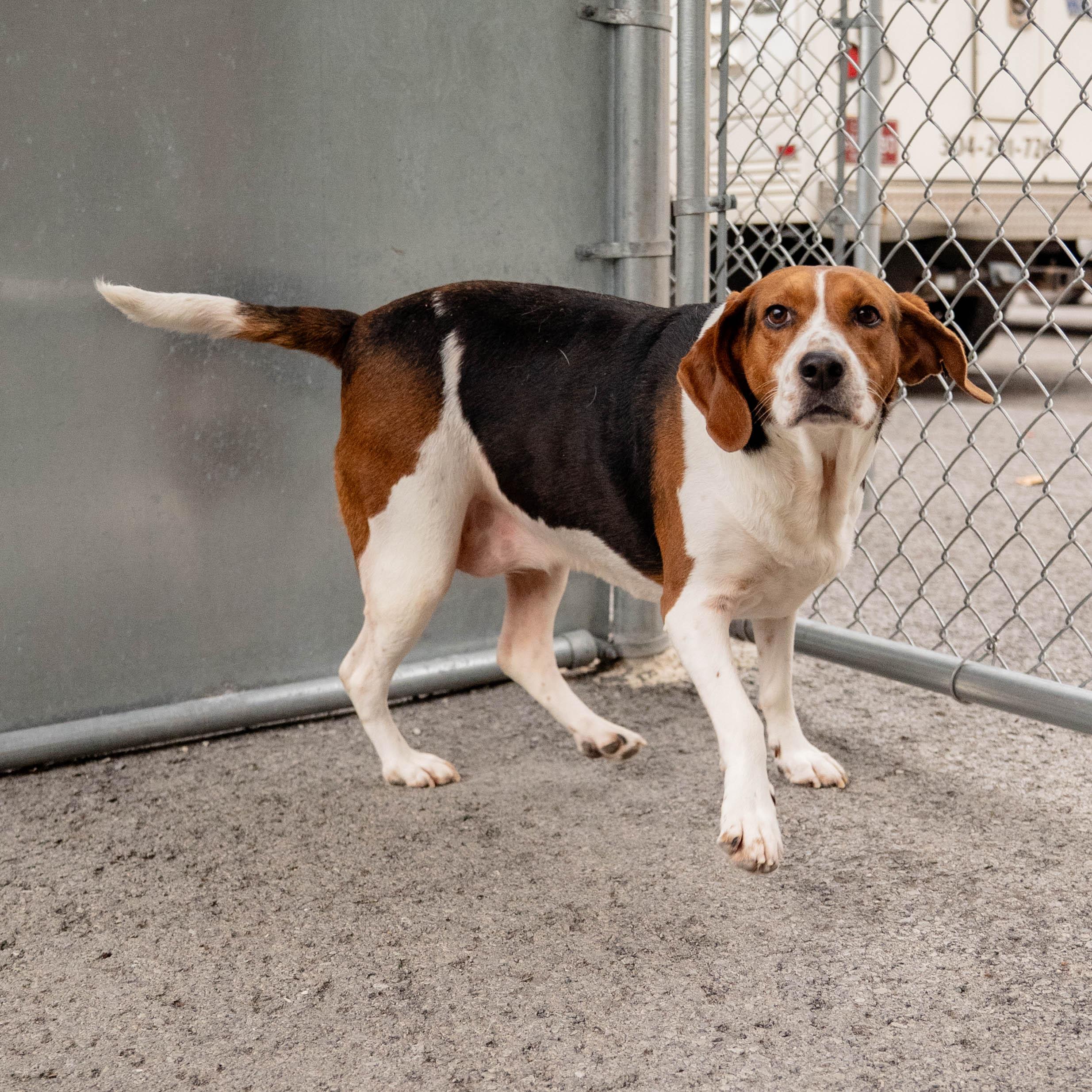 Enlarge Bertha, a Adoptable mixed breed in Morgantown, WV image 5/5