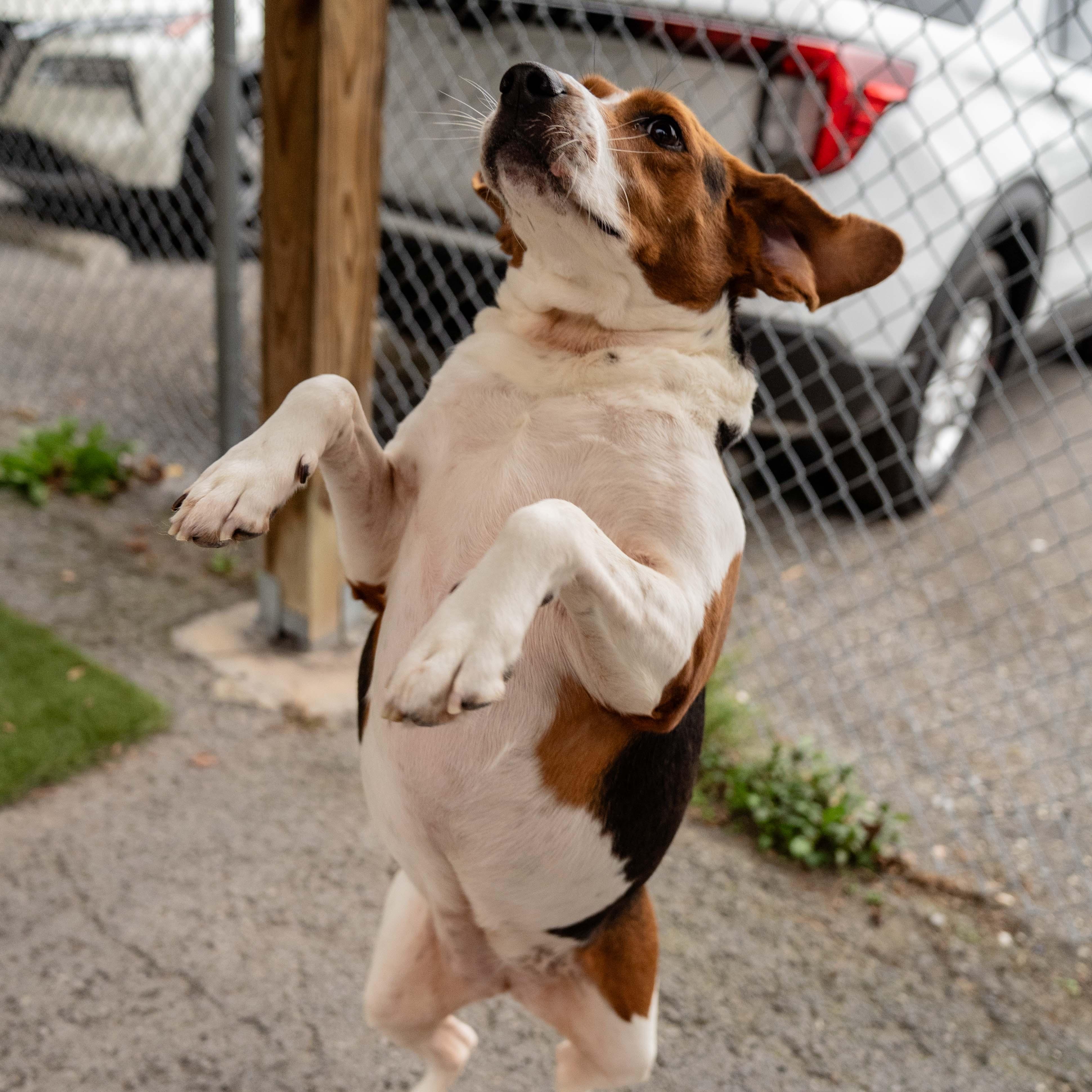 Enlarge Bertha, a Adoptable mixed breed in Morgantown, WV image 3/5