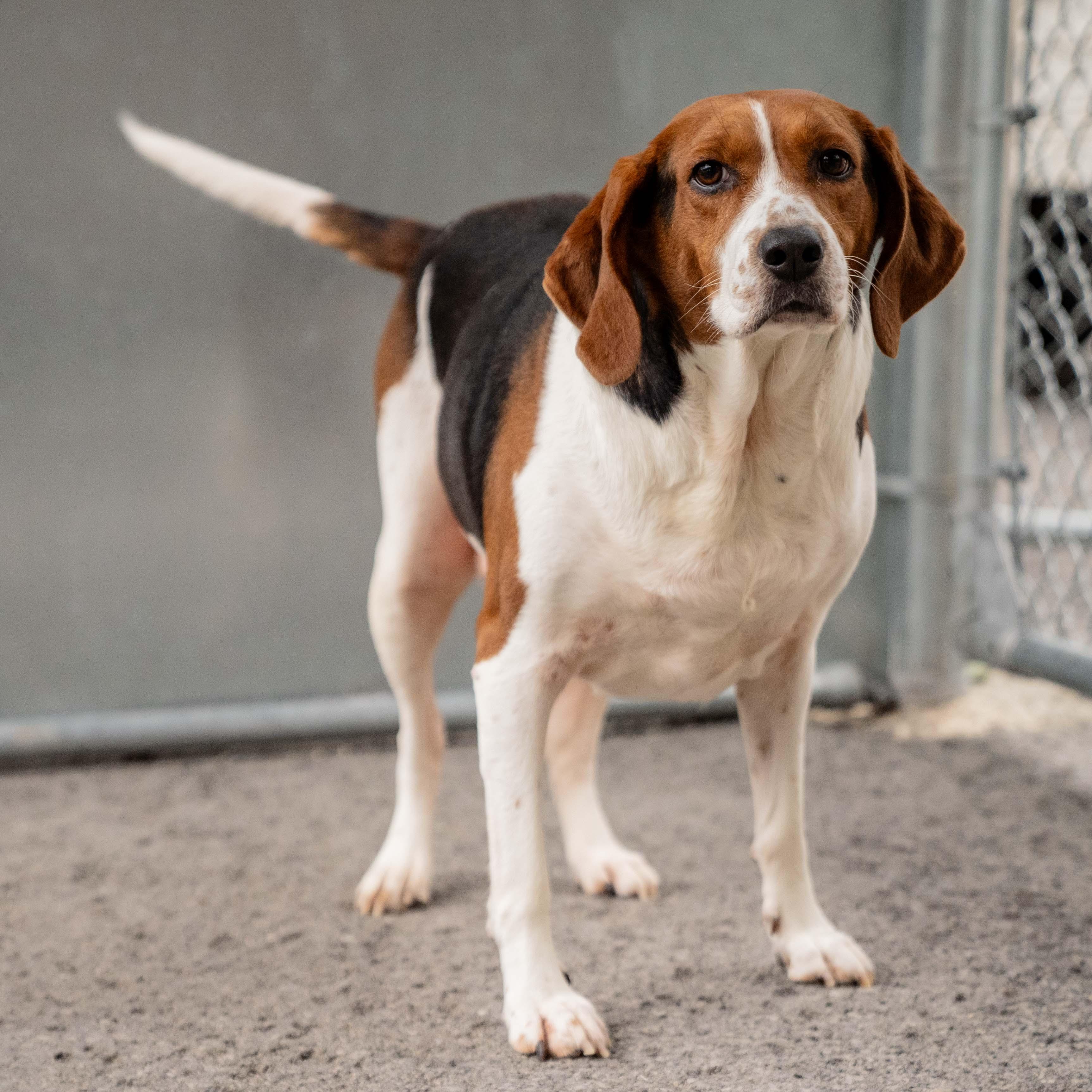 Enlarge Bertha, a Adoptable mixed breed in Morgantown, WV image 2/5