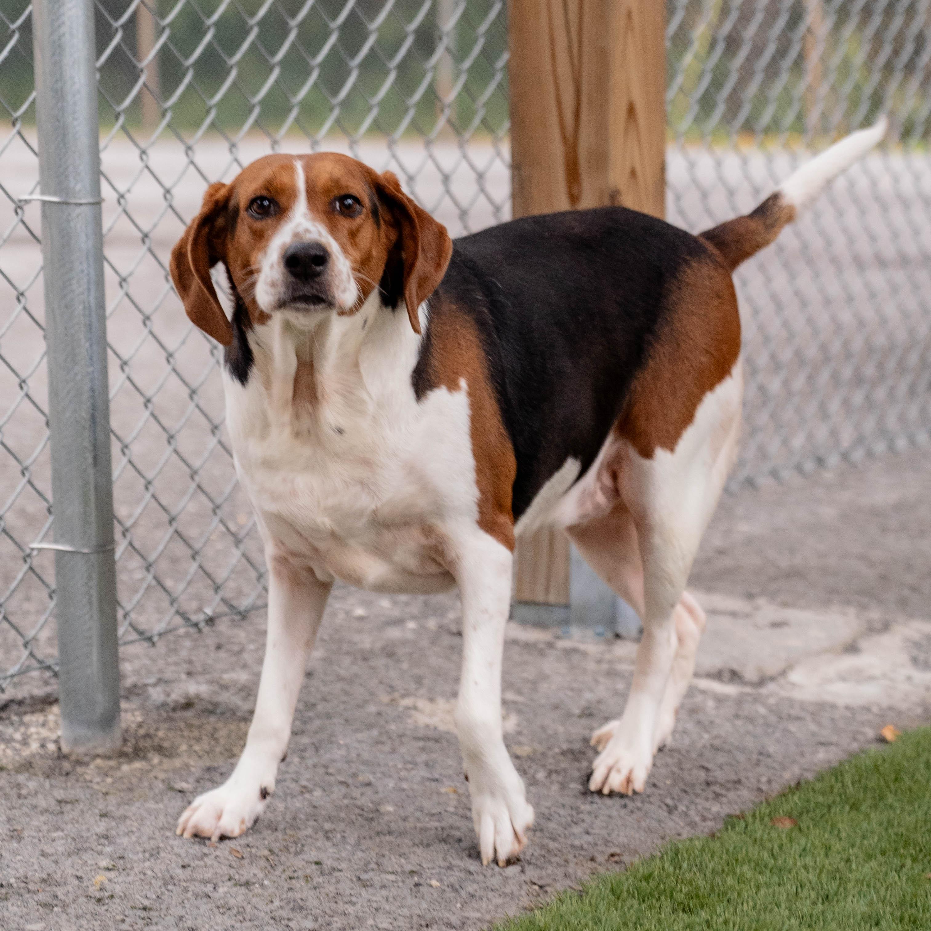 Bertha, Adoptable, Adult Female Beagle & Mixed Breed.