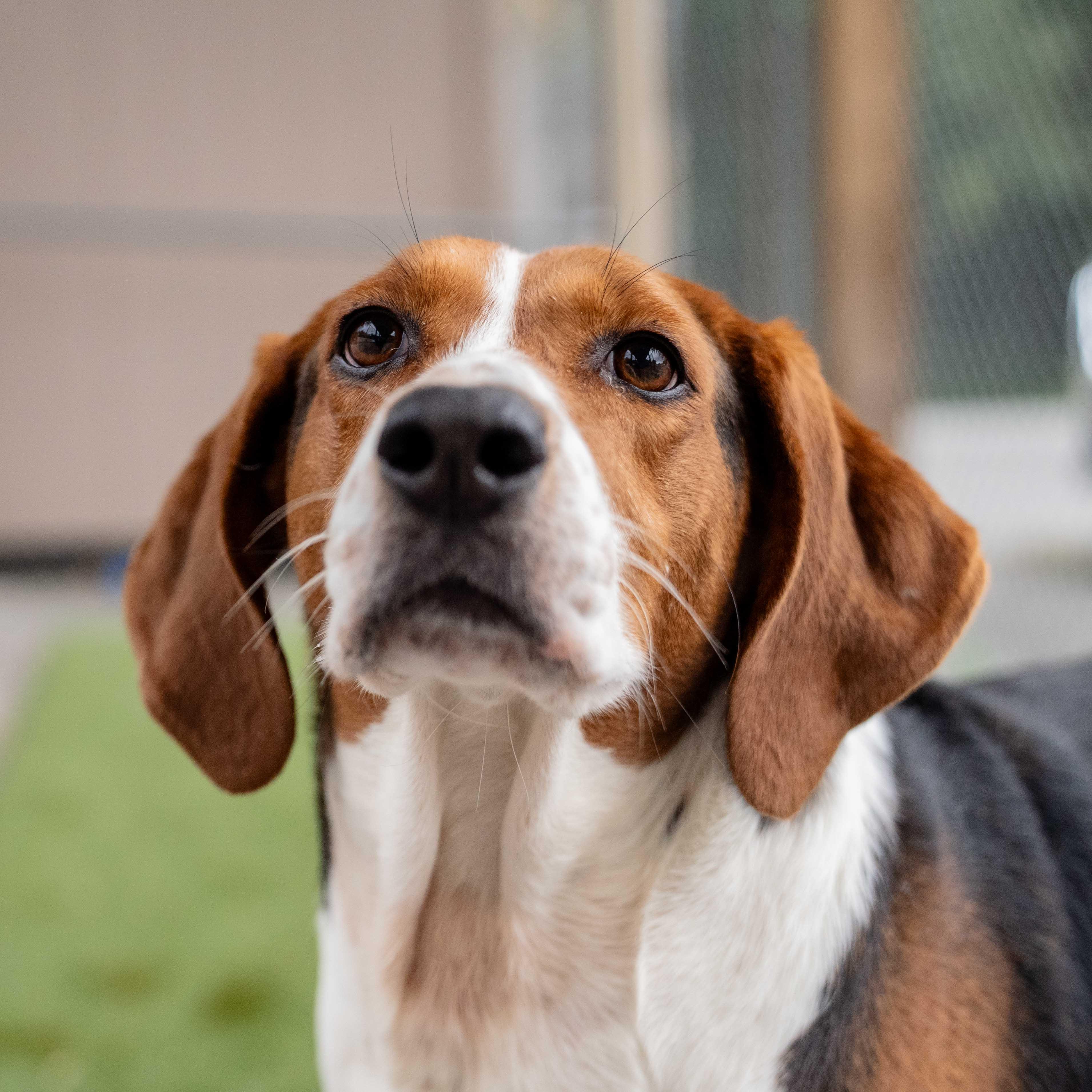 Enlarge Bertha, a Adoptable mixed breed in Morgantown, WV image 4/5
