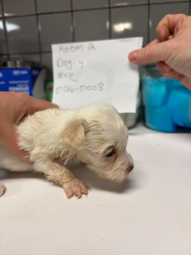 Shaggles, a Adopted Maltese in Huntington, IN image 2/2