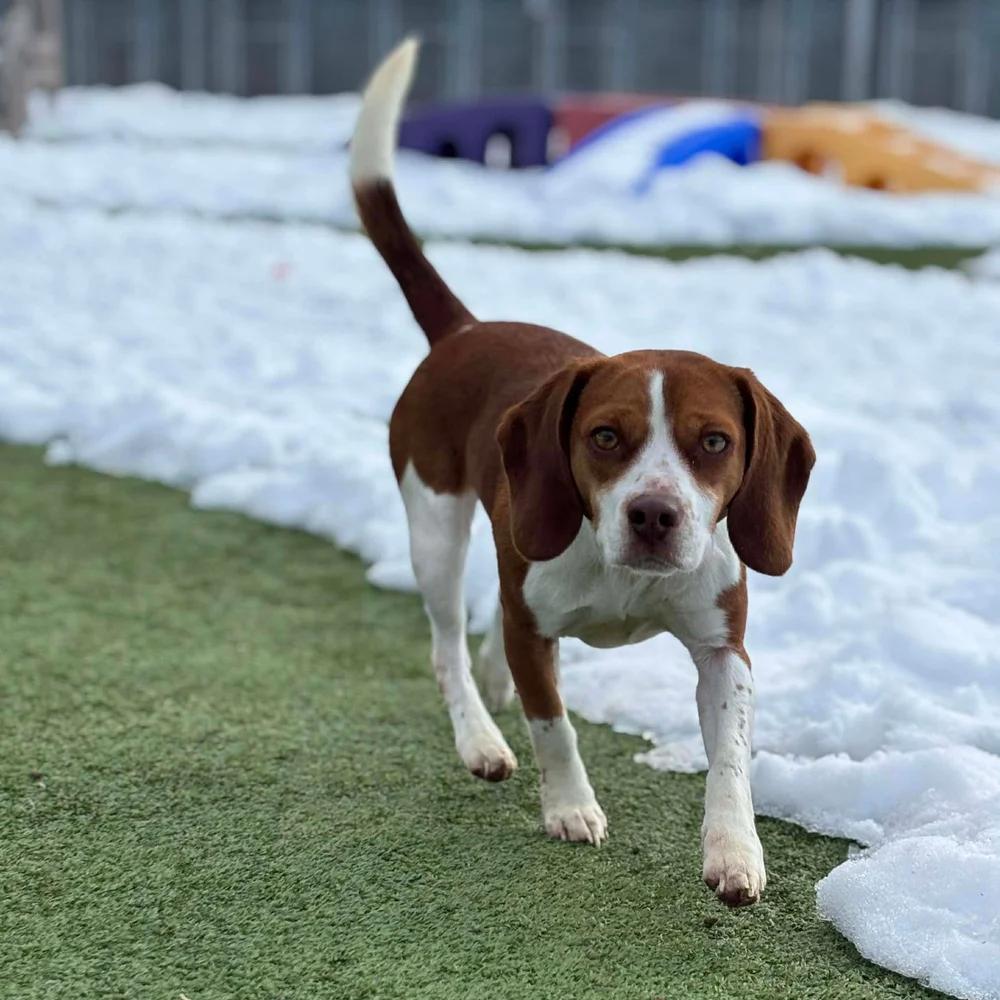Enlarge Penny, an adopted Beagle in Godfrey, IL image 2/5