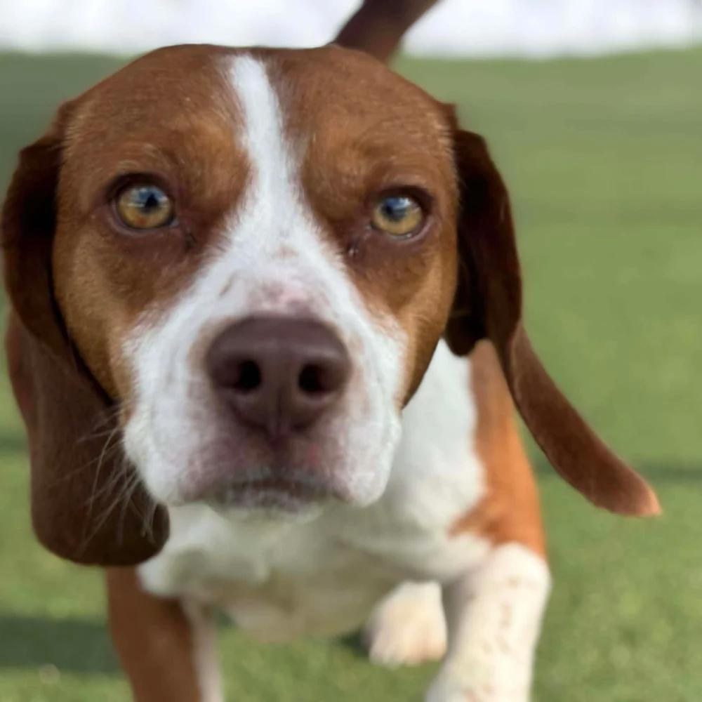 Enlarge Penny, an adopted Beagle in Godfrey, IL image 4/5