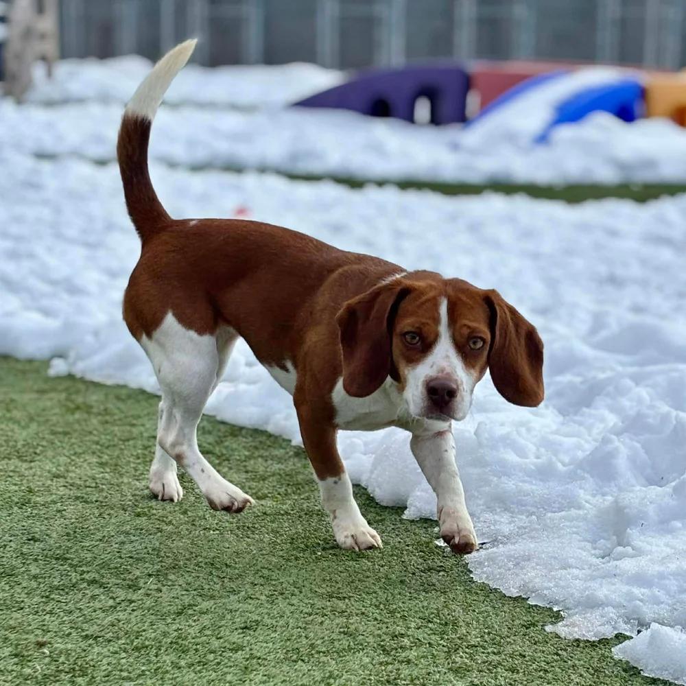 Enlarge Penny, an adopted Beagle in Godfrey, IL image 3/5