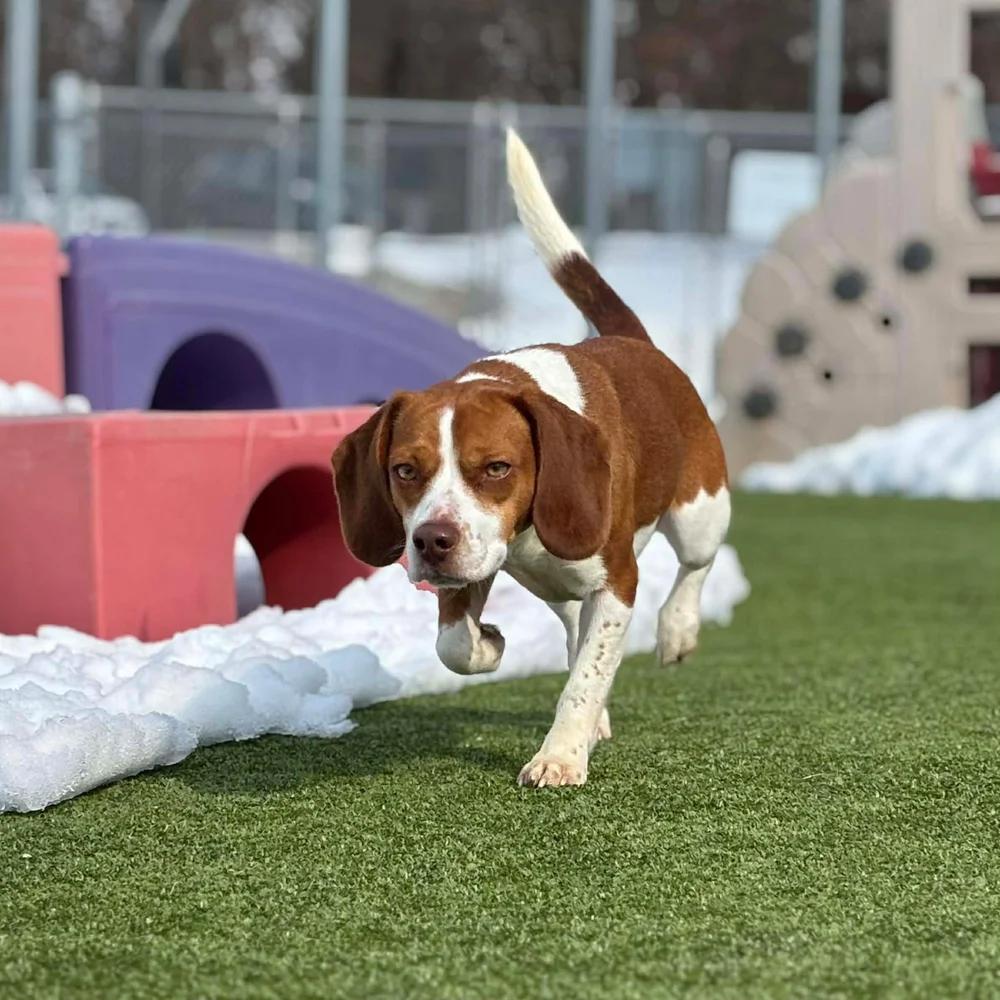 Enlarge Penny, an adopted Beagle in Godfrey, IL image 5/5