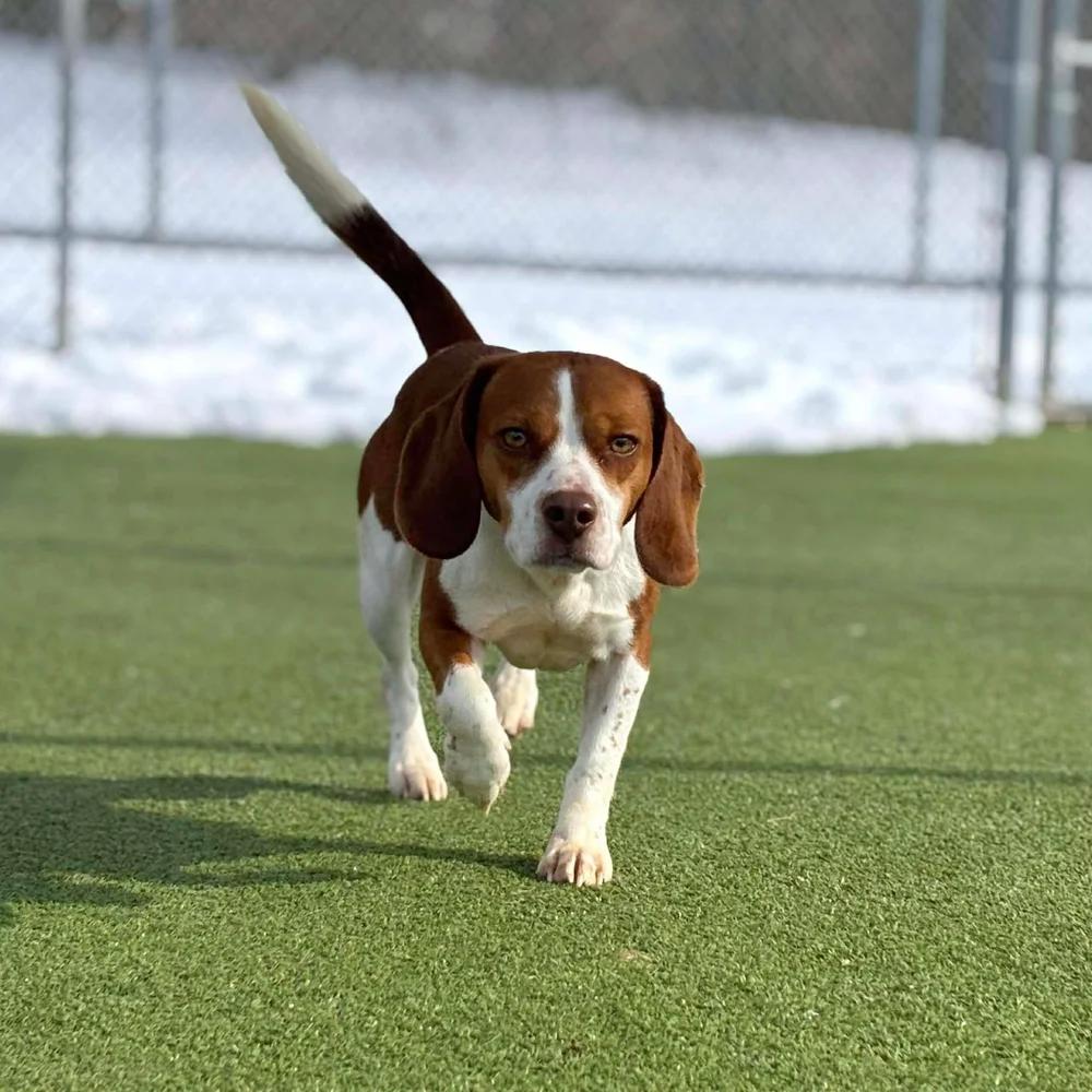 Enlarge Penny, an adopted Beagle in Godfrey, IL image 1/5