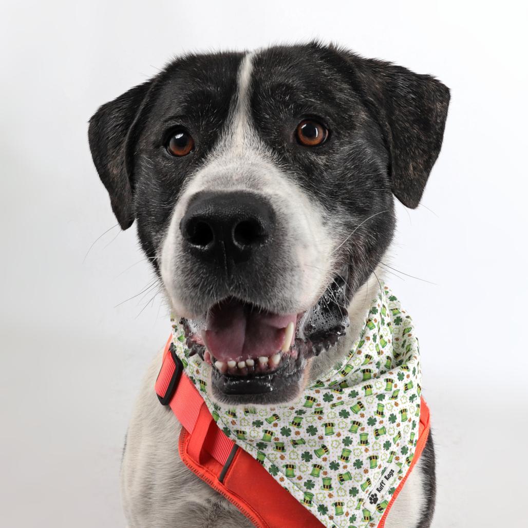 Dutch, Adoptable, Adult Male Great Pyrenees & Pit Bull Terrier.