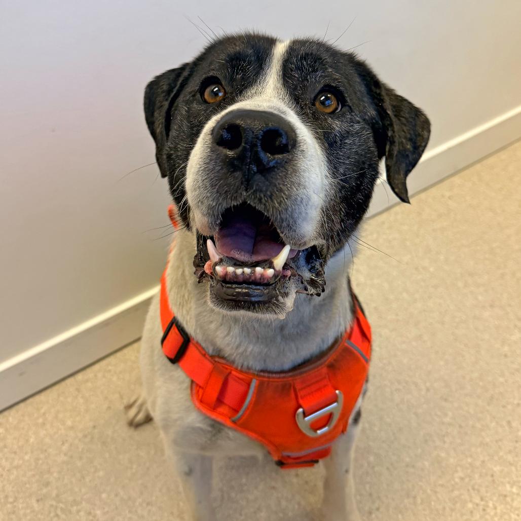 Enlarge Dutch, a Adoptable mixed breed in Murray, UT image 2/5