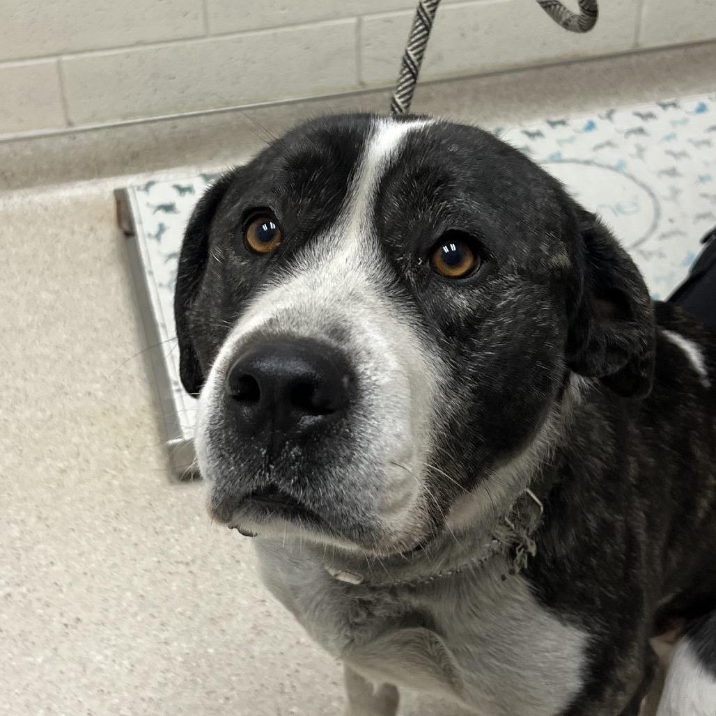 Enlarge Dutch, a Adoptable mixed breed in Murray, UT image 4/5