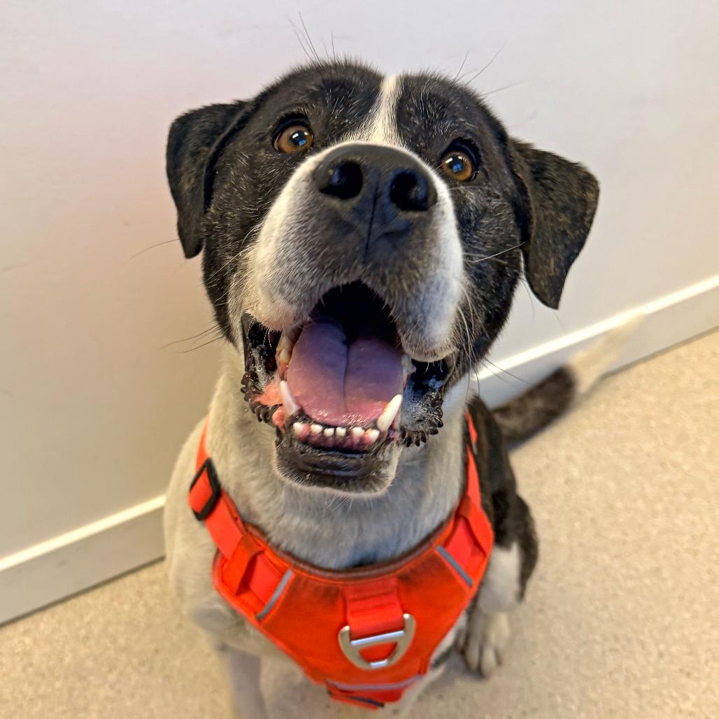 Enlarge Dutch, a Adoptable mixed breed in Murray, UT image 5/5