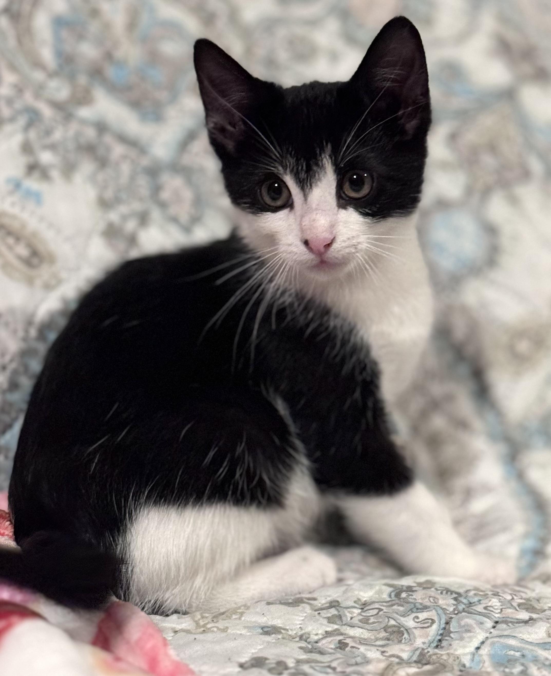 Mochi, an adopted Domestic Short Hair in Sedalia, MO image 3/4