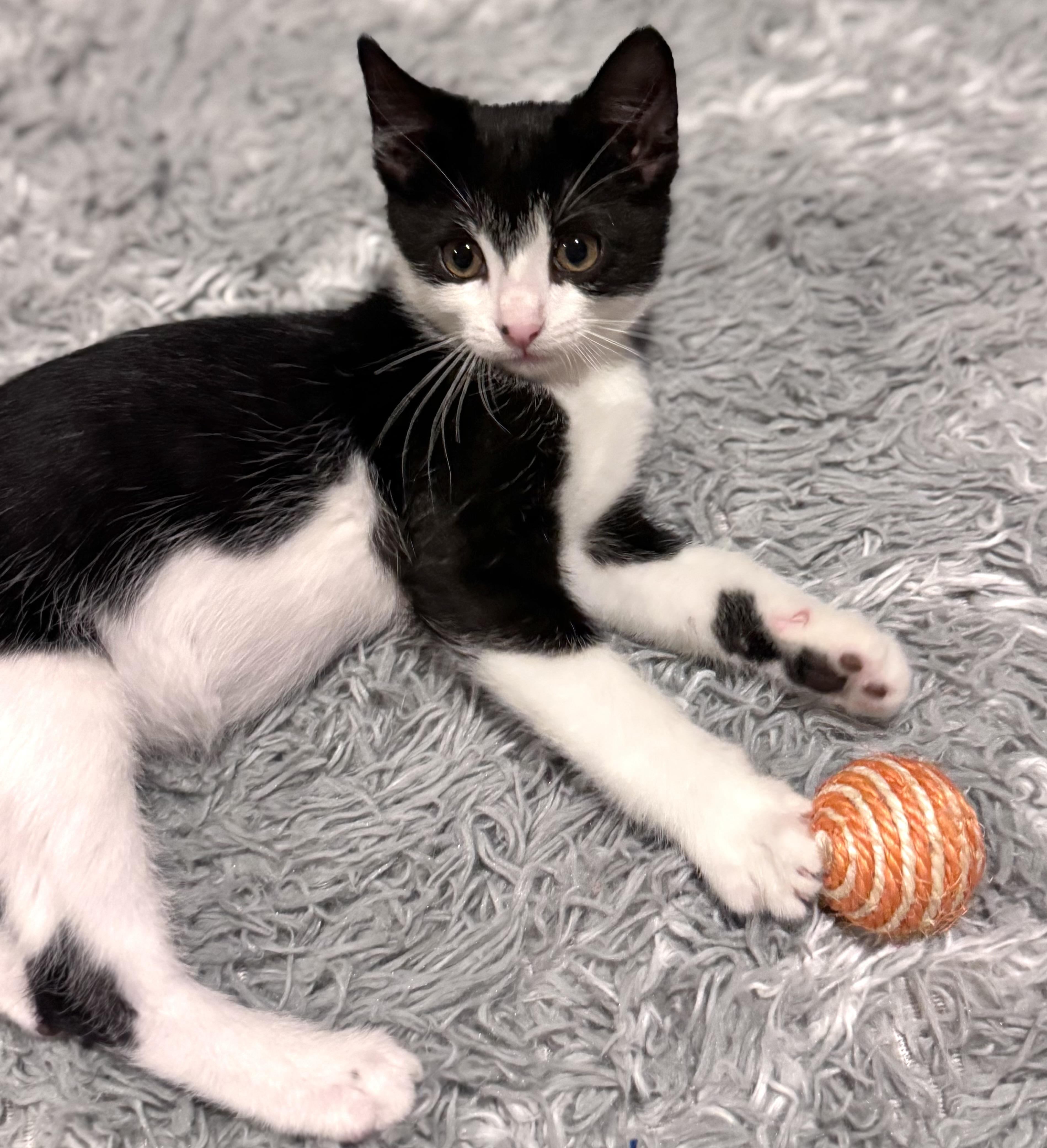 Mochi, an adopted Domestic Short Hair in Sedalia, MO image 4/4