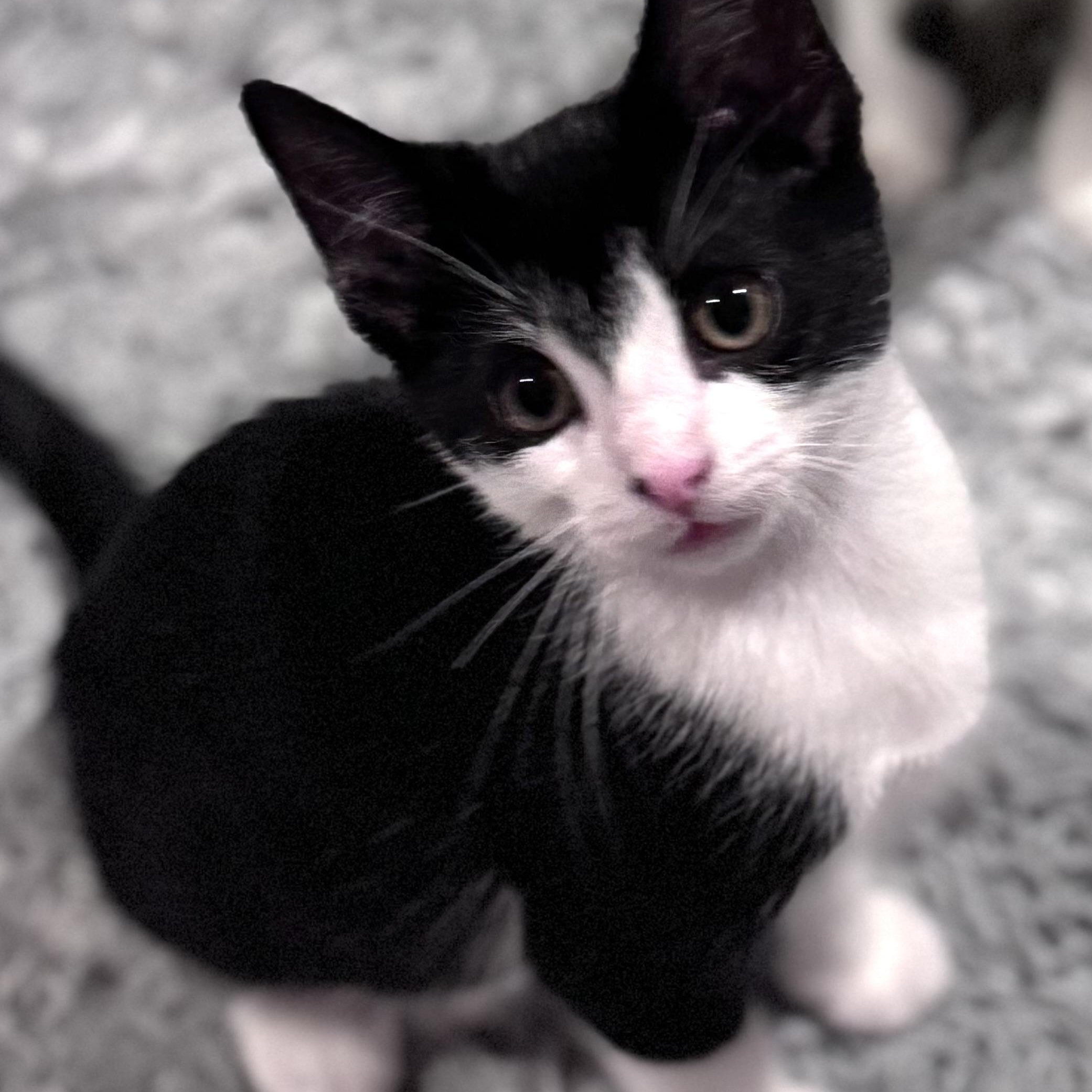 Mochi, an adopted Domestic Short Hair in Sedalia, MO image 2/4