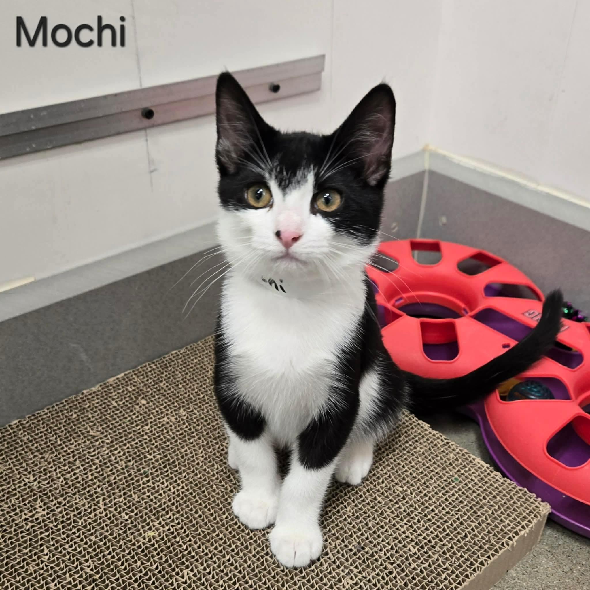 Mochi, an adopted Domestic Short Hair in Sedalia, MO image 1/4