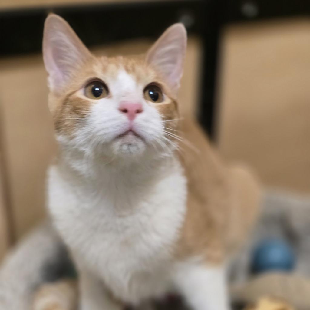 Enlarge Norway, a Adoptable mixed breed in Rowlett, TX image 1/4
