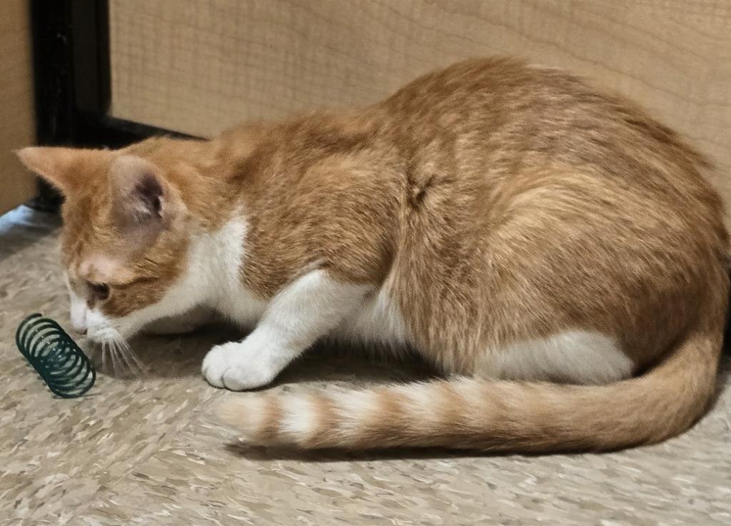 Enlarge Norway, a Adoptable mixed breed in Rowlett, TX image 2/4