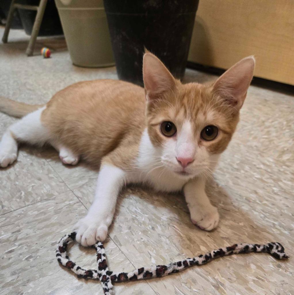 Enlarge Norway, a Adoptable mixed breed in Rowlett, TX image 4/4