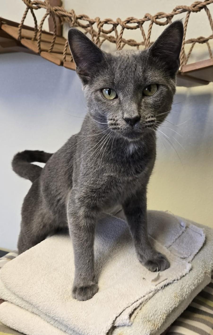 Enlarge Osiris, an adopted Domestic Short Hair in Larned, KS image 4/4