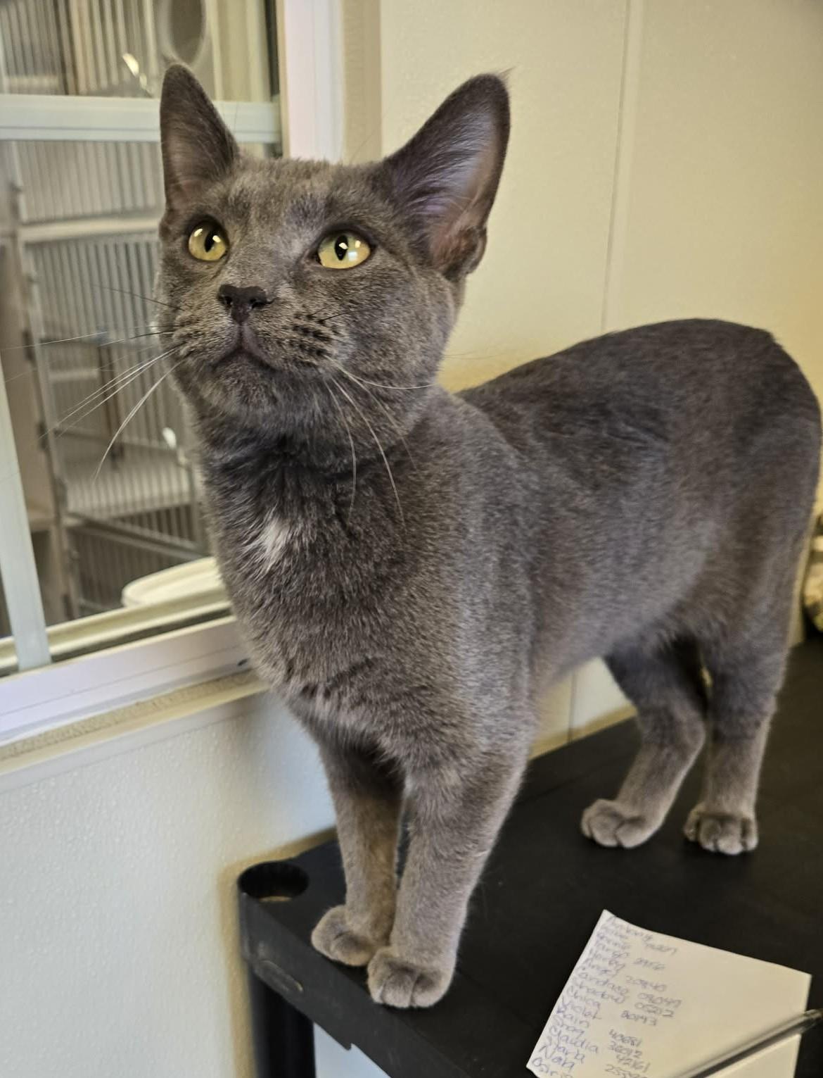Enlarge Osiris, an adopted Domestic Short Hair in Larned, KS image 3/4